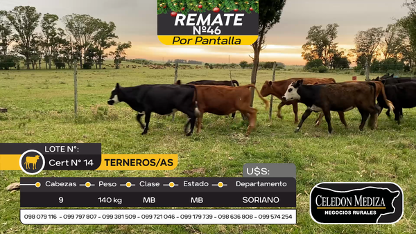 Lote 9 Terneros y Terneras en Otra Localidad, Soriano