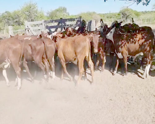 Lote 60 Terneros en Perugorría, Corrientes