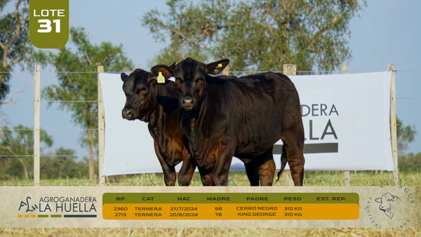 Lote LOTE 31