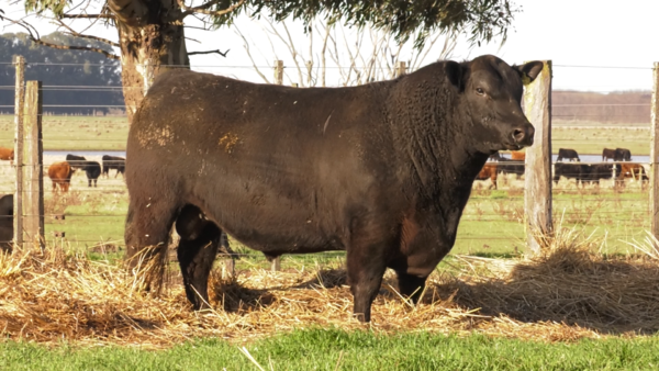 Lote TOROS PUROS POR CRUZA