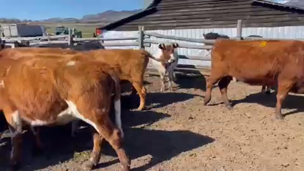 Lote 19 Vaca Engorda en Coyhaique, XI Región Aysén