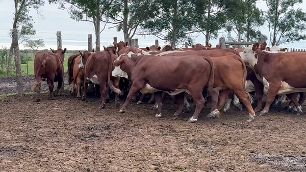 Lote 35 Vacas faena