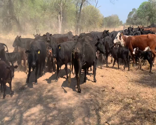 Lote 55 Vacas nuevas C/ cria en Juan José Castelli, Chaco