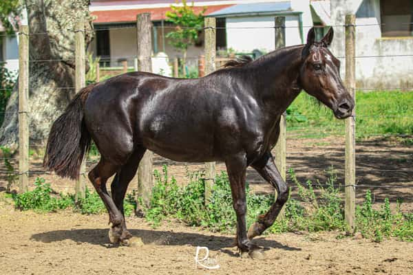 Lote Taita Bambina