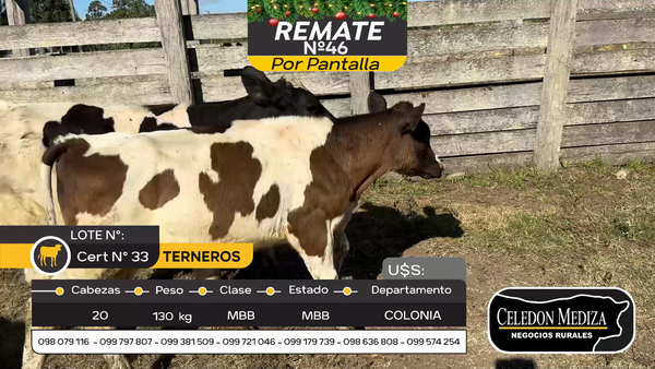 Lote 20 Terneros en Tarariras, Colonia