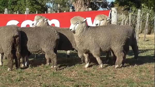 Lote 5 carneros 2 dtes MO 300-262-293-279-265