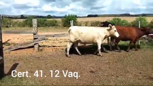 Lote 12 VAQUILLONAS