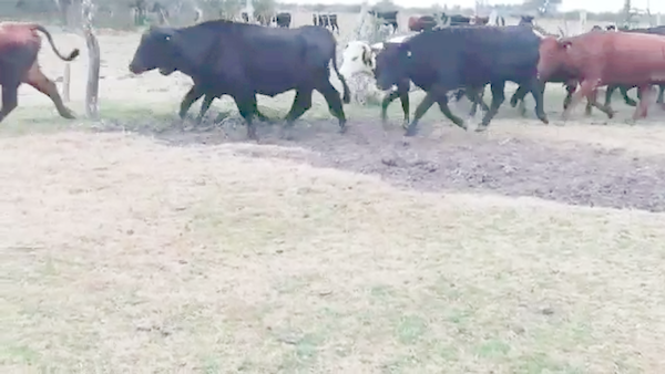 Lote 38 Vacas de invernar en Villaguay, Entre Ríos