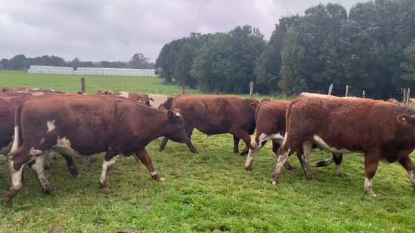 Lote 50 Novillo Engorda en X Región Los Lagos, Ancud