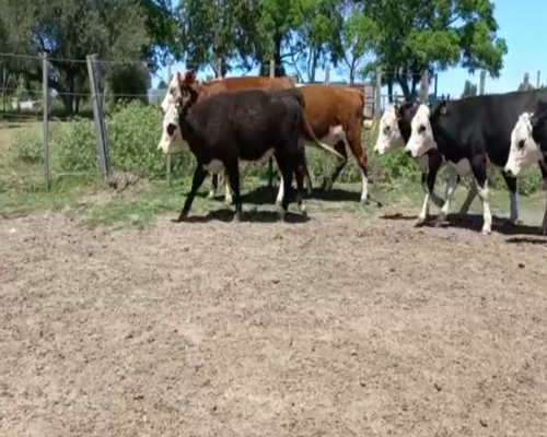 Lote Vaquillonas