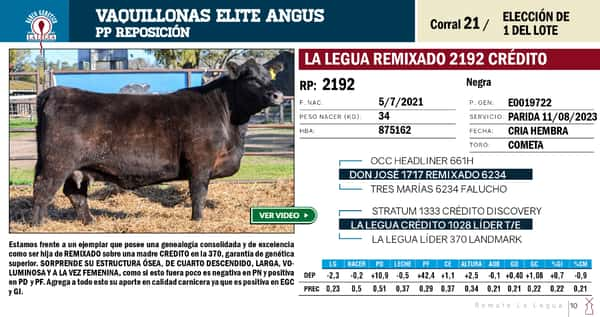 Lote VAQUILLONAS ANGUS  PP REPOSICIÓN LA LEGUA