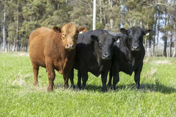 Lote Lote 2- toros PI 2 y 3 Años