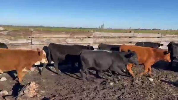 Lote 70 Ternero en Los Ángeles, VIII Región Biobío