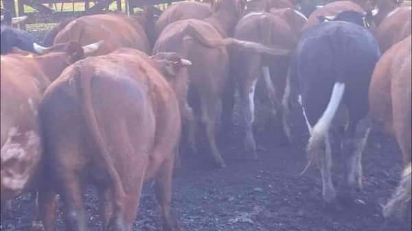 Lote 19 Novillo Engorda en X Región Los Lagos, Puerto Octay