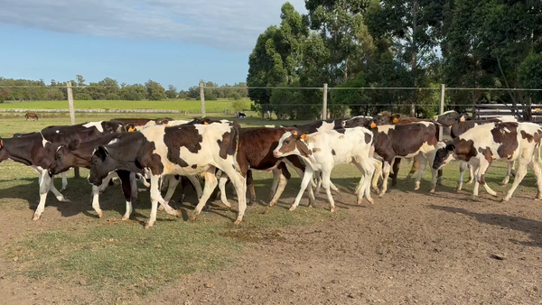 Lote TERNEROS