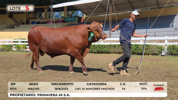 Lote LOTE 5