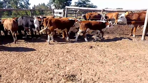 Lote 19 Terneros