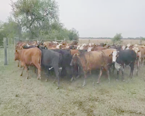 Lote 50 Vacas usadas preñadas en Empedrado, Corrientes