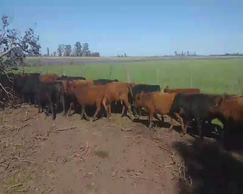Lote 70 Terneras en Daireaux, Buenos Aires