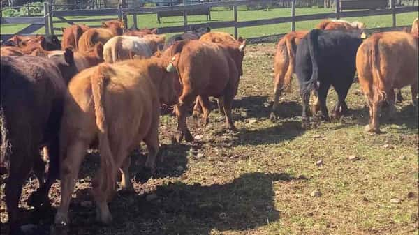 Lote 30 Vaquilla Engorda en Río Bueno, XIV Región Los Ríos