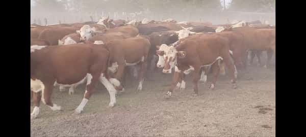 Lote 70 Novillos en Villaguay, Entre Ríos