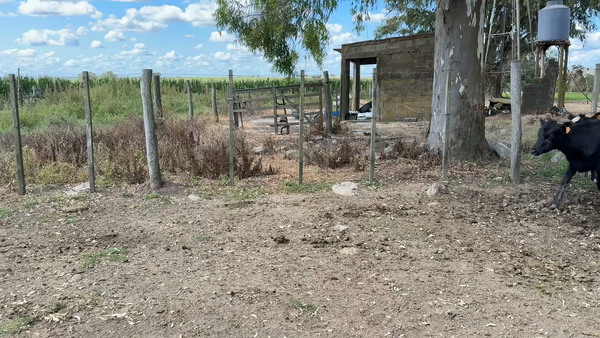 Lote TERNERAS