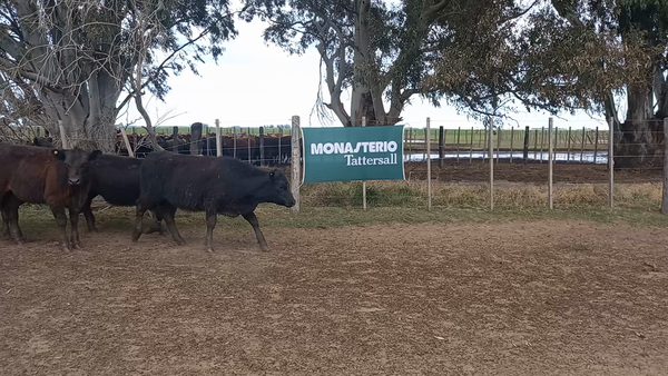 Lote 100 Vaquillonas PONTO SA