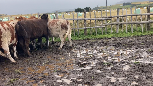 Lote 22 Novillo Engorda en XI Región Aysén, Coyhaique