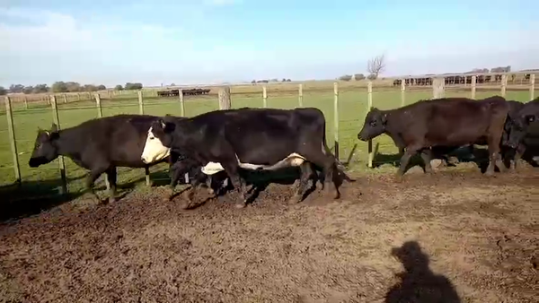 Lote 15 Vacas CUT