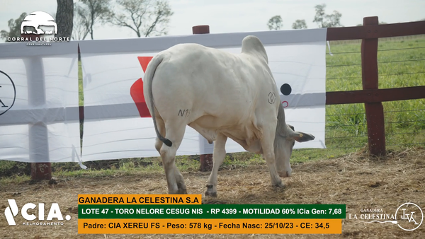 Lote 