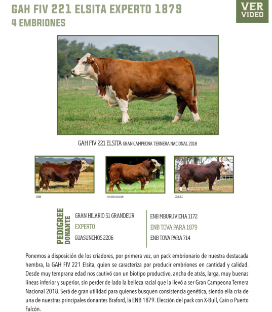 Lote LOTE 33