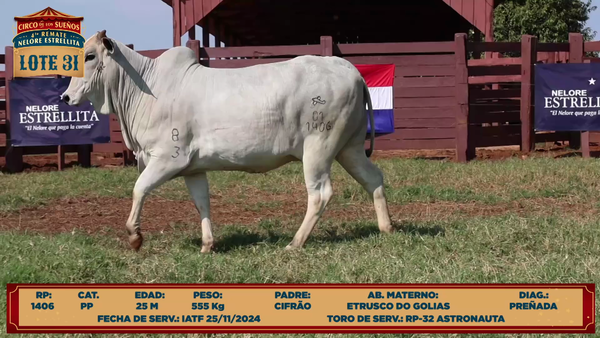 Lote LOTE 31