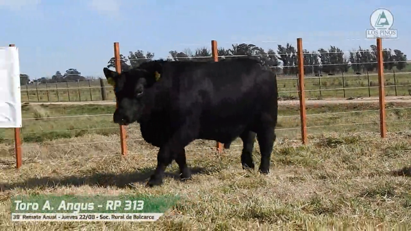 Lote TORO ANGUS