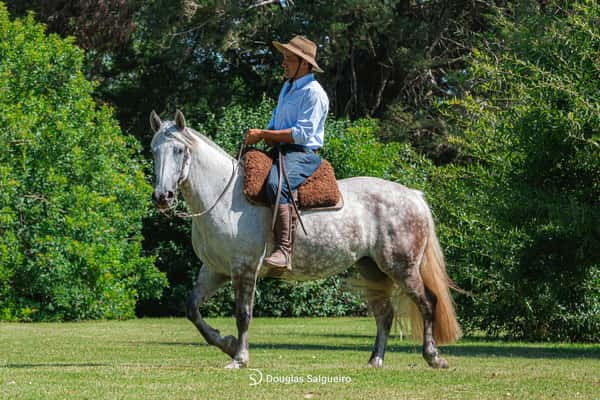 Lote HORMIGA DE LA COLINA