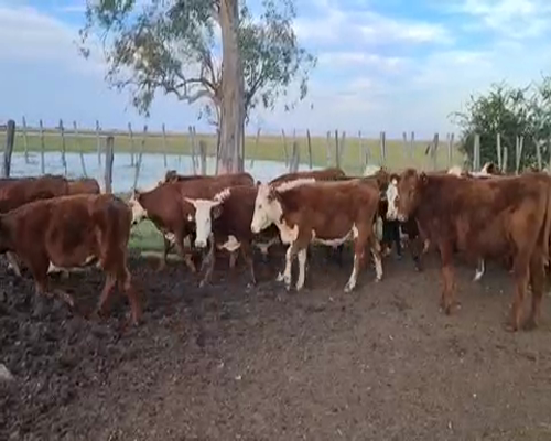 Lote 65 Novillitos en Esquina, Corrientes