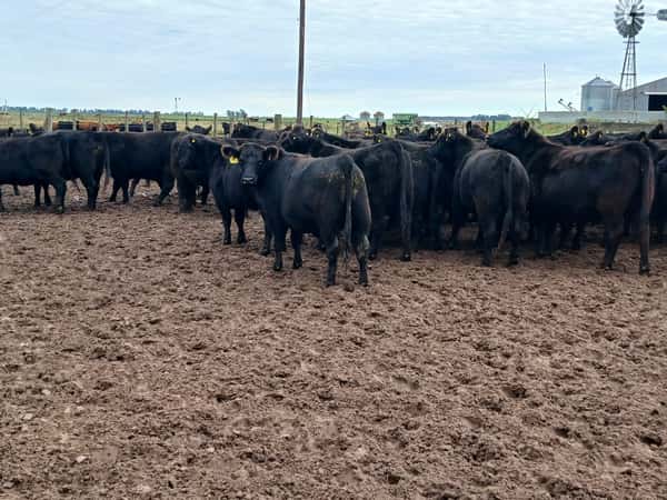 Lote 85 Vaquillonas C/ gtia de preñez