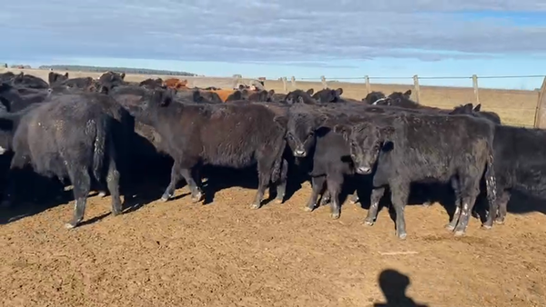 Lote 114 Terneras en Buenos Aires, Ayacucho