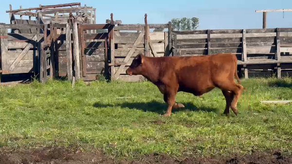 Lote 60 Terneros