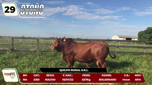 Lote LOTE 29