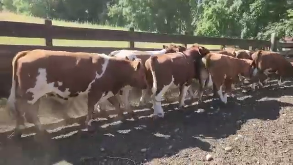 Lote 25 Novillo Engorda en Los Lagos, XIV Región Los Ríos