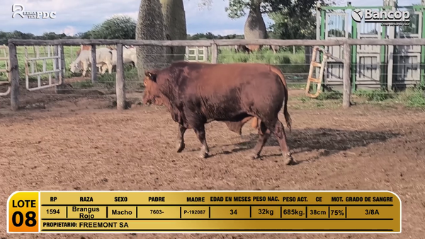 Lote Toros Brangus Rojo a remate en Viernes 30 de mayo- Remates PDC, Boquerón