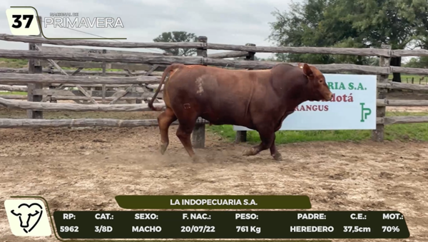 Lote LOTE 37- CAMPO