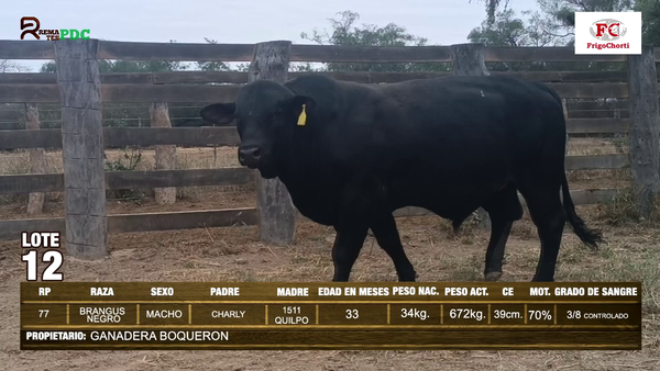 Lote TORO - BRANGUS NEGRO