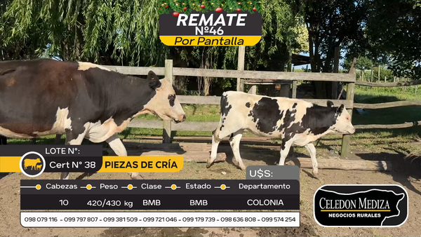 Lote 10 Piezas de cría en Tarariras, Colonia