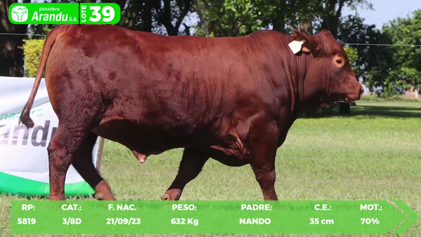 Lote LOTE 39