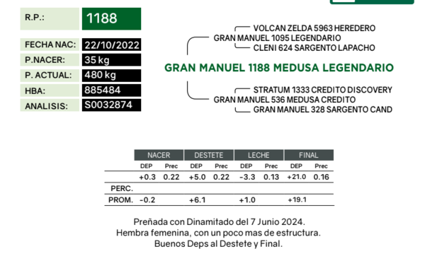 Lote Vaquillonas Preñdas