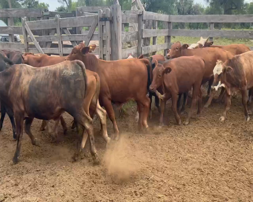 Lote 90 Novillitos en Juan José Castelli, Chaco
