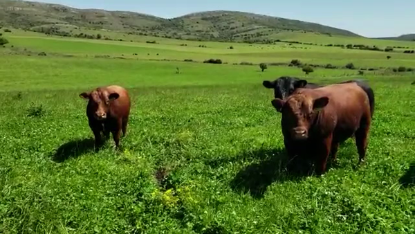 Lote TOROS MANCHEGA