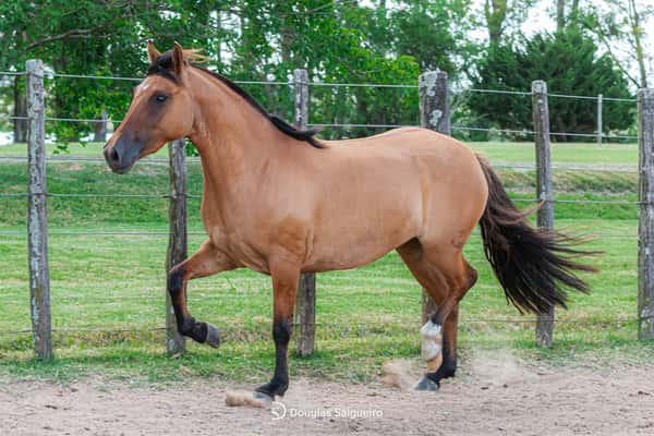 Lote TRANQUILA 622 DE LA CASILLA