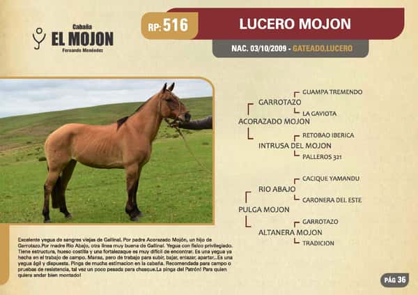 Lote RP 516 - LUCERO MOJON - EL MOJON